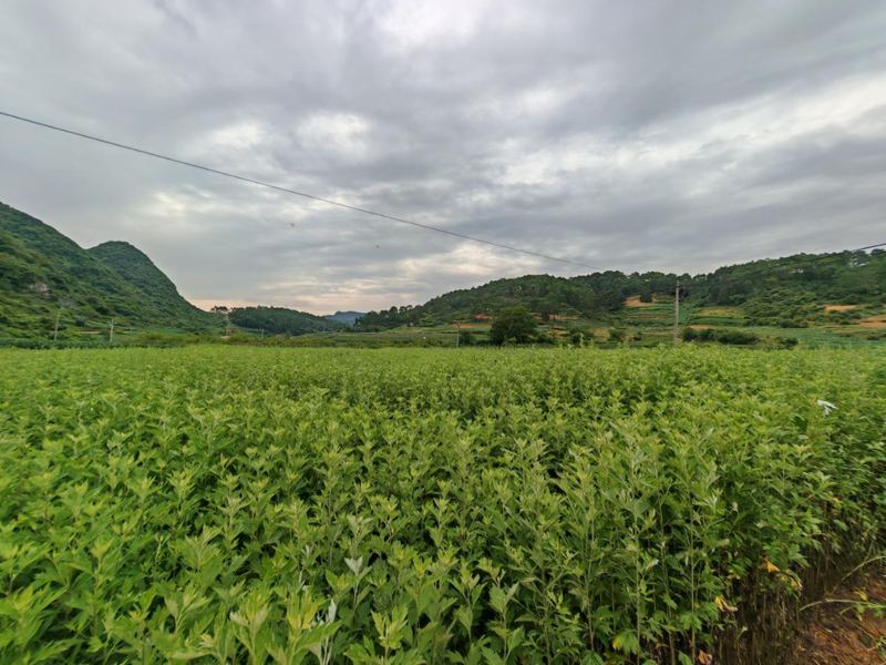 砚山的艾草基地 · 高原阳光、山地种植